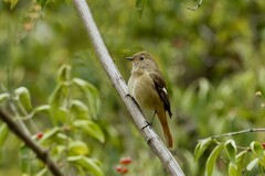 北红尾鸲（17）