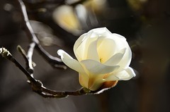 2026玉兰花（16）