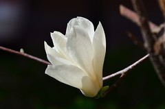 2026玉兰花（16）