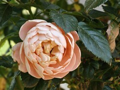 拍摄花卉一（1005）