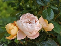 拍摄花卉一（1005）