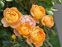 拍摄花卉一（1005）