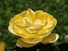 拍摄花卉一（1006）