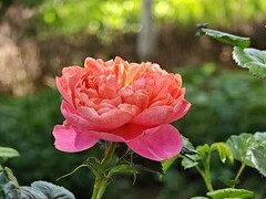 拍摄花卉一（1006）