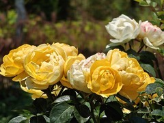 拍摄花卉一（1006）