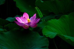 2026荷花图—(11)--平凡荷花(1)