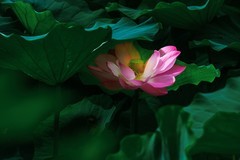 2026荷花图—(11)--平凡荷花(1)