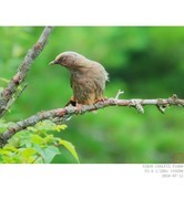 橙翅噪鹛
