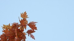 枫叶红了
