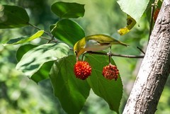 绣眼鸟（五十七）