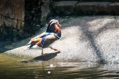 鸳鸯戏水（二）