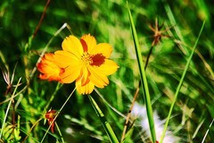 花红草绿（二）