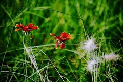 花红草绿（二）