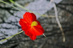 花红草绿（二）