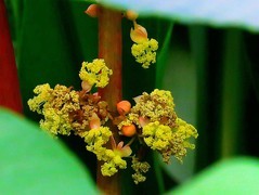 1535【不老松：纪实摄影】蓖麻子！