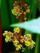 1535【不老松：纪实摄影】蓖麻子！