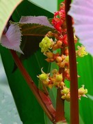 1535【不老松：纪实摄影】蓖麻子！