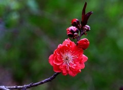 1536【不老松：纪实摄影】红艳艳的碧桃花！ (1)