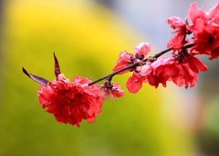 1536【不老松：纪实摄影】红艳艳的碧桃花！ (1)