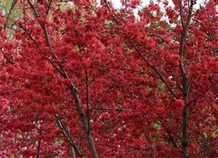 1536【不老松：纪实摄影】红艳艳的碧桃花！ (1)