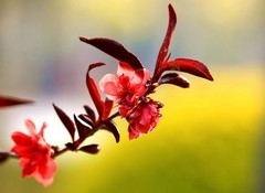 1537【不老松：纪实摄影】红艳艳的碧桃花！ (2)