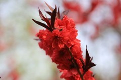 1537【不老松：纪实摄影】红艳艳的碧桃花！ (2)