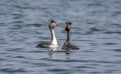 凤头僻鹈（三十四）