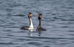 凤头僻鹈（三十四）