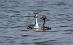 凤头僻鹈（三十四）