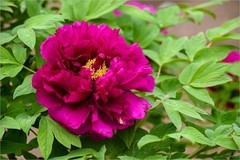 2026年第0268贴 - 莲花池牡丹花拍（0421）