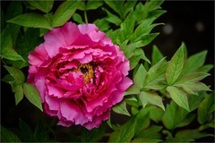 2026年第0268贴 - 莲花池牡丹花拍（0421）