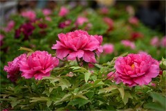 2026年第0268贴 - 莲花池牡丹花拍（0421）