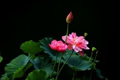 荷花 (26)