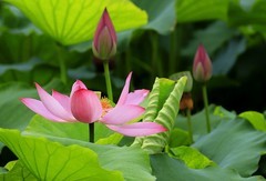 荷花 (26)
