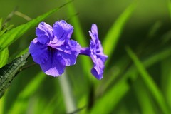 蓝花草 (6)