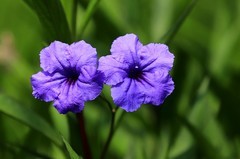 蓝花草 (6)