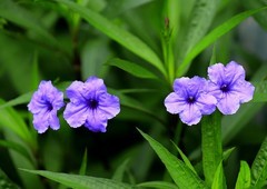 蓝花草 (6)