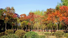 随拍公园的秋色美