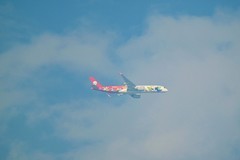 蓝天飞翔地”熊猫飞机“