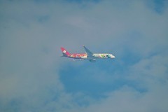 蓝天飞翔地”熊猫飞机“