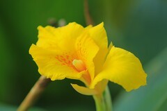 拍摄花卉一（850）