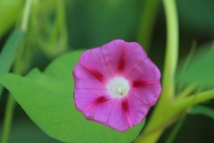 拍摄花卉一（850）