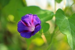 拍摄花卉一（850）