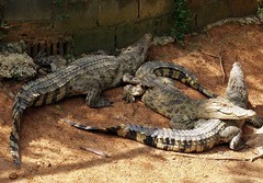 1367【不老松：纪实摄影】《异国风情录》三国演义：新、马、泰游记！ (3)观光客在泰国