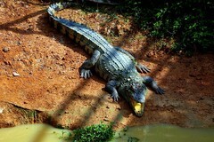 1367【不老松：纪实摄影】《异国风情录》三国演义：新、马、泰游记！ (3)观光客在泰国