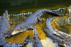 1368【不老松：纪实摄影】《异国风情录》三国演义：新、马、泰游记！ (4)观光客在泰国