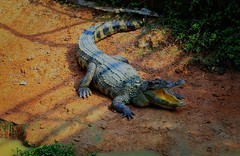 1368【不老松：纪实摄影】《异国风情录》三国演义：新、马、泰游记！ (4)观光客在泰国