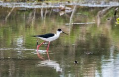 鸟中仙子---黑翅长脚鹬（三十四）