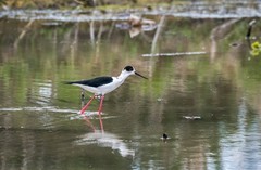 鸟中仙子---黑翅长脚鹬（三十四）