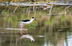 鸟中仙子---黑翅长脚鹬（三十四）